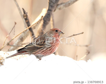 雪の向こう側にいるオオマシコ（雌） 138708913
