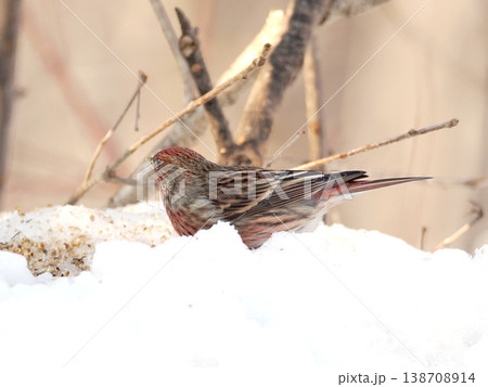 雪の向こう側にいるオオマシコ（雌） 138708914