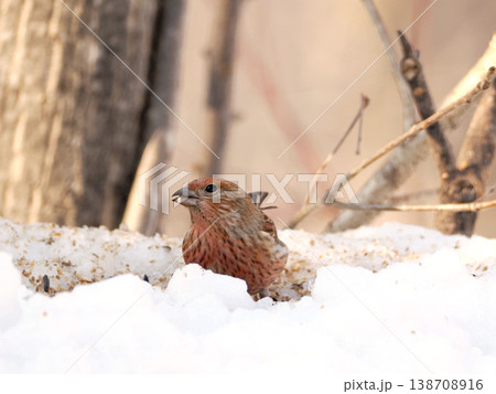 雪の向こう側にいるオオマシコ（雌） 138708916