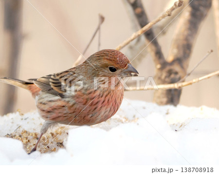 雪の向こう側にいるオオマシコ（雌） 138708918