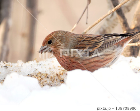 雪の向こう側にいるオオマシコ（雌） 138708980