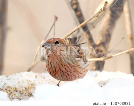 雪の向こう側にいるオオマシコ（雌） 138708981