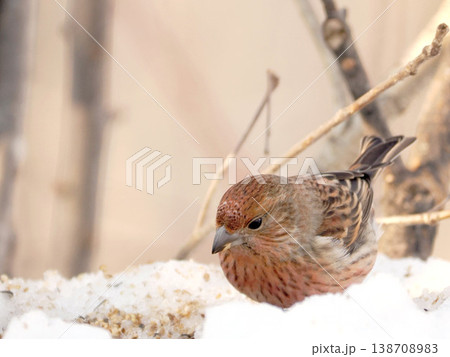 雪の向こう側にいるオオマシコ（雌） 138708983