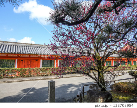 法住寺　三十三間堂（塀）と八重紅梅 138708984