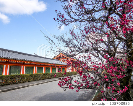 法住寺 三十三間堂(塀)と八重紅梅 法住寺 三十三間堂(塀)と八重紅梅 138708986