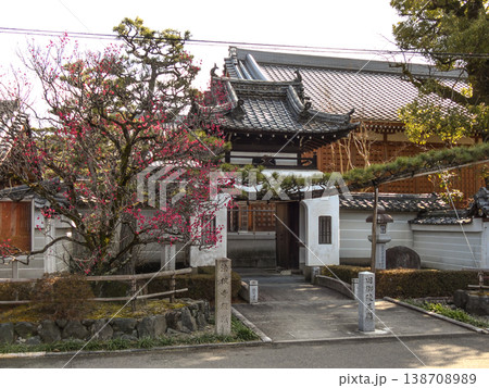 法住寺　竜宮門と八重紅梅 138708989
