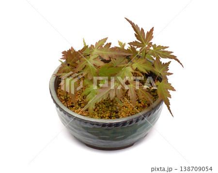 カエデの発芽 カエデの発芽 138709054
