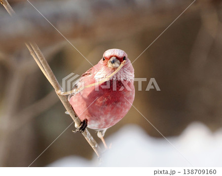 雪の向こう側にいるオオマシコ（雄） 138709160