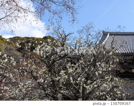 智積院 白梅 智積院 白梅 138709167