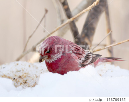 雪の向こう側にいるオオマシコ（雄） 138709185