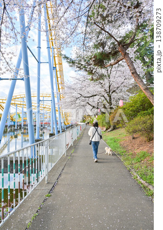 桜満開の華蔵寺公園 138709273