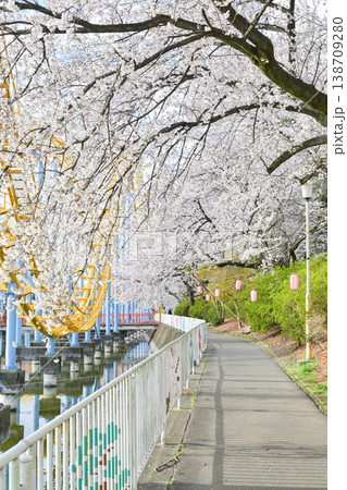 桜満開の華蔵寺公園 桜満開の華蔵寺公園 138709280