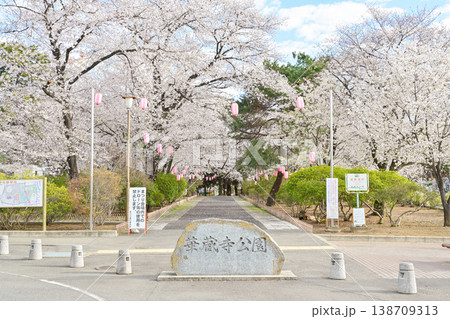 桜満開の華蔵寺公園 138709313