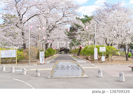 桜満開の華蔵寺公園 桜満開の華蔵寺公園 138709320