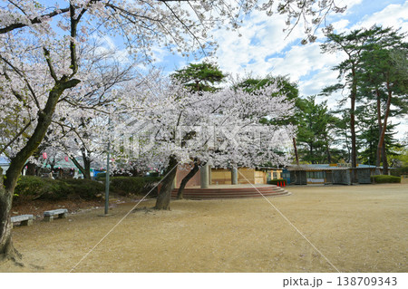 桜満開の華蔵寺公園 桜満開の華蔵寺公園 138709343