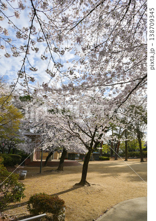桜満開の華蔵寺公園 138709345
