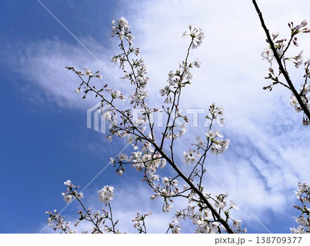 大島桜やっと花見もできる大きさに 2 大島桜やっと花見もできる大きさに 2 138709377