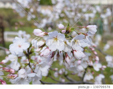大島桜やっと花見もできる大きさに　1 138709378