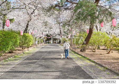 桜満開の華蔵寺公園 桜満開の華蔵寺公園 138709392