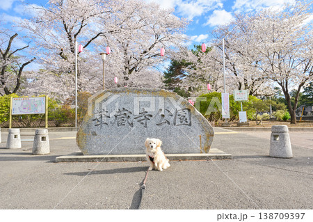 桜満開の華蔵寺公園 138709397