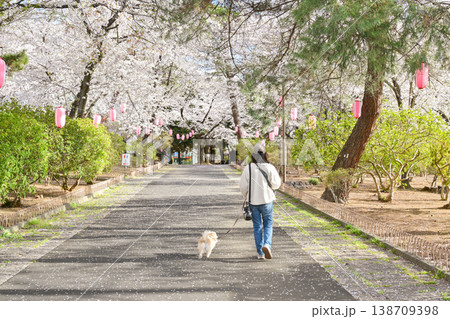 桜満開の華蔵寺公園 138709398