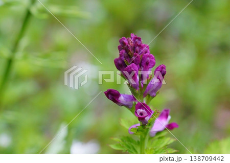 ムラサキケマンの蕾 138709442