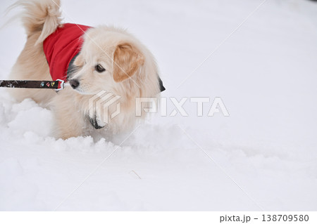 雪の日の散歩 138709580