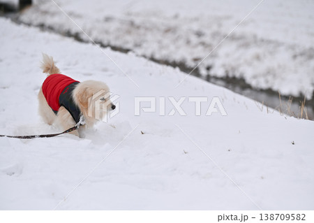 雪の日の散歩 138709582