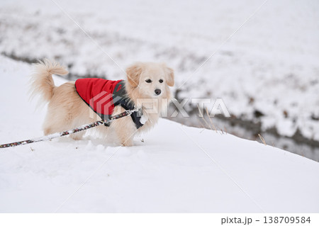 雪の日の散歩 雪の日の散歩 138709584