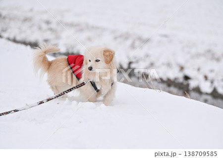 雪の日の散歩 雪の日の散歩 138709585