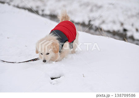 雪の日の散歩 138709586