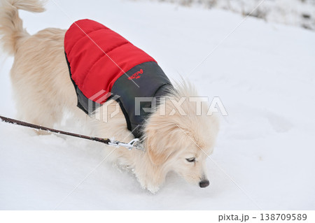 雪の日の散歩 138709589