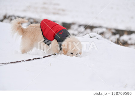 雪の日の散歩 138709590