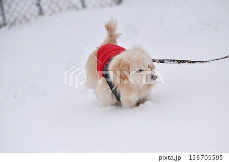 雪の日の散歩 138709595