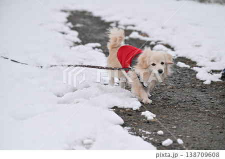 雪の日の散歩 雪の日の散歩 138709608