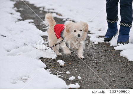 雪の日の散歩 雪の日の散歩 138709609