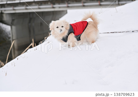雪の日の散歩 138709623
