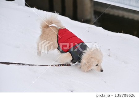 雪の日の散歩 雪の日の散歩 138709626