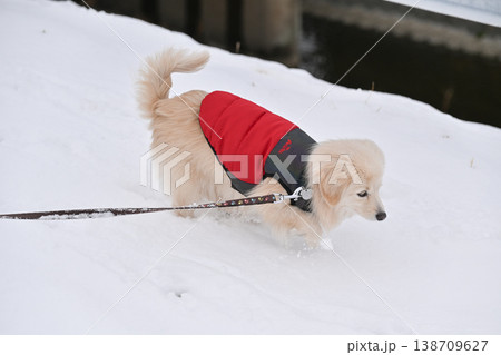 雪の日の散歩 雪の日の散歩 138709627