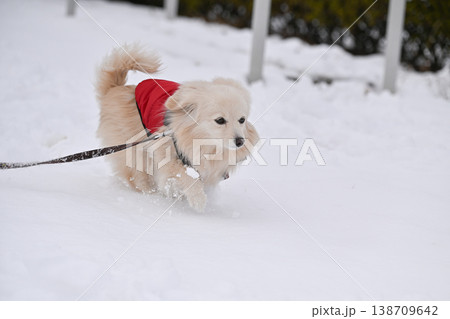 雪の日の散歩 雪の日の散歩 138709642