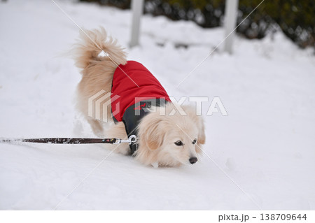 雪の日の散歩 138709644