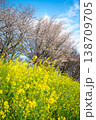 青空と桜と菜の花が広がる春景色 青空と桜と菜の花が広がる春景色 138709705