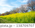 菜の花畑と桜並木が続く春の風景 菜の花畑と桜並木が続く春の風景 138709707