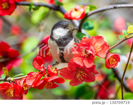 ボケの花とシジュウカラ ボケの花とシジュウカラ 138709719