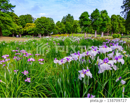 満開の花菖蒲と青空 水元公園はなしょうぶ園の初夏風景 東京都葛飾区 満開の花菖蒲と青空 水元公園はなしょうぶ園の初夏風景 東京都葛飾区 138709727