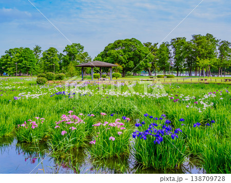 満開の花菖蒲と青空 水元公園はなしょうぶ園の初夏風景 東京都葛飾区 満開の花菖蒲と青空 水元公園はなしょうぶ園の初夏風景 東京都葛飾区 138709728