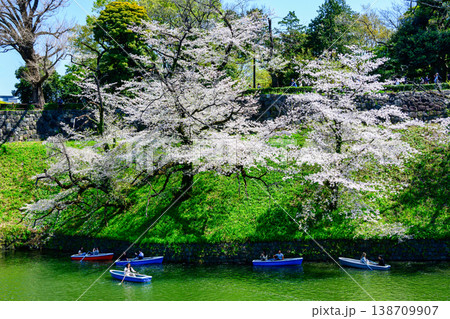 東京都 千鳥ヶ淵 満開の桜 東京都 千鳥ヶ淵 満開の桜 138709907