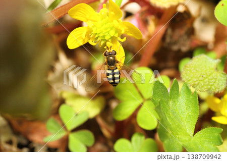 キツネノボタンの花の蜜を吸うフタホシヒラタアブのクローズアップ 138709942