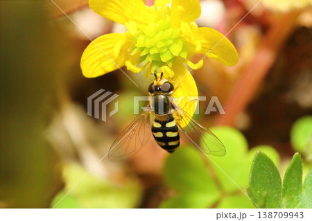 キツネノボタンの花の蜜を吸うフタホシヒラタアブのクローズアップ 138709943