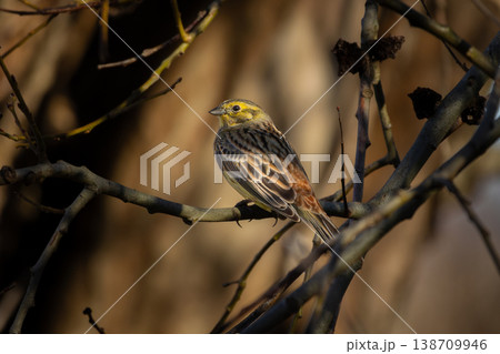 yellowhammer resting on a branch 138709946